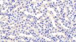 FSTL3 Antibody in Immunohistochemistry (Paraffin) (IHC (P))