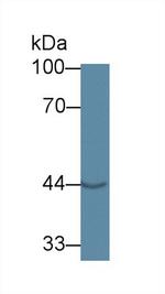 GNA11 Antibody in Western Blot (WB)