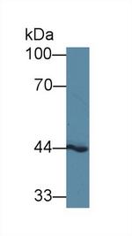 GNA11 Antibody in Western Blot (WB)