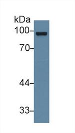 Glucocorticoid Receptor Antibody in Western Blot (WB)