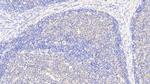 G6PD Antibody in Immunohistochemistry (Paraffin) (IHC (P))