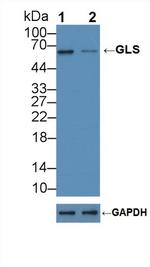 Glutaminase Antibody in Western Blot (WB)