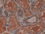 GPX4 Antibody in Immunohistochemistry (Paraffin) (IHC (P))