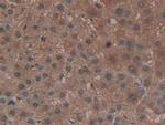 GPX4 Antibody in Immunohistochemistry (Paraffin) (IHC (P))