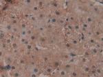 GPX4 Antibody in Immunohistochemistry (Paraffin) (IHC (P))