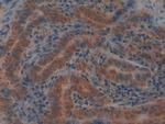 GPX4 Antibody in Immunohistochemistry (Paraffin) (IHC (P))