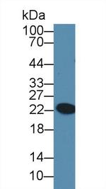 GPX6 Antibody in Western Blot (WB)