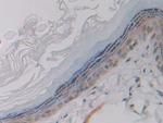 CD42a Antibody in Immunohistochemistry (Paraffin) (IHC (P))