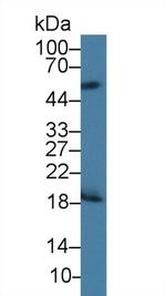 CD42a Antibody in Western Blot (WB)