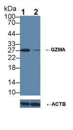 Granzyme A Antibody in Western Blot (WB)