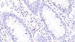 Granzyme M Antibody in Immunohistochemistry (Paraffin) (IHC (P))