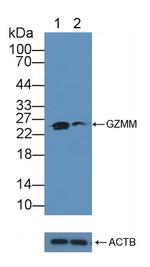 Granzyme M Antibody in Western Blot (WB)