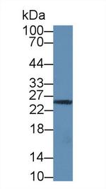 Granzyme M Antibody in Western Blot (WB)