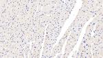 GDF1 Antibody in Immunohistochemistry (Paraffin) (IHC (P))