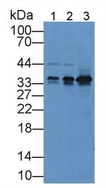 GDF1 Antibody in Western Blot (WB)