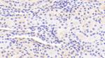 GDA Antibody in Immunohistochemistry (Paraffin) (IHC (P))