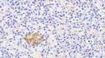 GDA Antibody in Immunohistochemistry (Paraffin) (IHC (P))