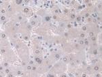 GDA Antibody in Immunohistochemistry (Paraffin) (IHC (P))