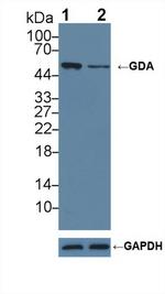 GDA Antibody in Western Blot (WB)