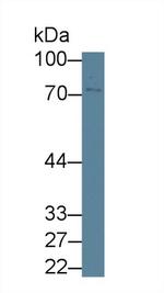 GBP4 Antibody in Western Blot (WB)