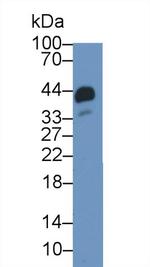 Haptoglobin Antibody in Western Blot (WB)