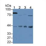 HAUS7 Antibody in Western Blot (WB)