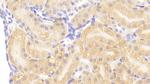 HSPBP1 Antibody in Immunohistochemistry (Paraffin) (IHC (P))