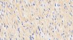 HSP60 Antibody in Immunohistochemistry (Paraffin) (IHC (P))