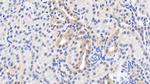 HSP60 Antibody in Immunohistochemistry (Paraffin) (IHC (P))