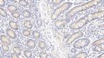 HSP60 Antibody in Immunohistochemistry (Paraffin) (IHC (P))