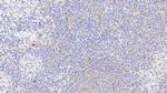 HSP60 Antibody in Immunohistochemistry (Paraffin) (IHC (P))