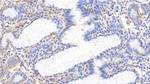 HSP60 Antibody in Immunohistochemistry (Paraffin) (IHC (P))