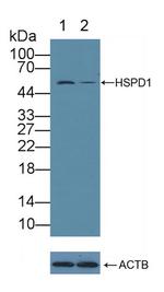 HSP60 Antibody in Western Blot (WB)