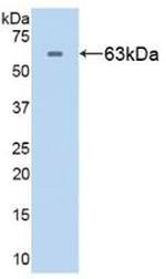 HSP60 Antibody in Western Blot (WB)