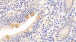 HFE2 Antibody in Immunohistochemistry (Paraffin) (IHC (P))