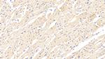 Perlecan Antibody in Immunohistochemistry (Paraffin) (IHC (P))