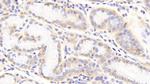 Perlecan Antibody in Immunohistochemistry (Paraffin) (IHC (P))