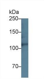 Perlecan Antibody in Western Blot (WB)