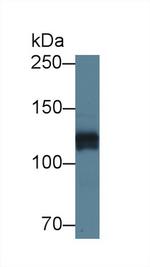 Perlecan Antibody in Western Blot (WB)