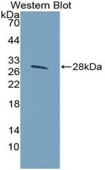 Perlecan Antibody in Western Blot (WB)