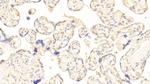 HPa1 Antibody in Immunohistochemistry (Paraffin) (IHC (P))