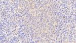 HPa1 Antibody in Immunohistochemistry (Paraffin) (IHC (P))