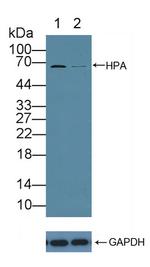 HPa1 Antibody in Western Blot (WB)