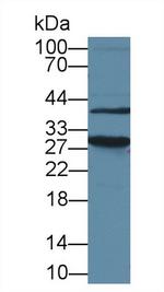 HMGB1 Antibody in Western Blot (WB)