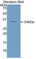 HMGB1 Antibody in Western Blot (WB)