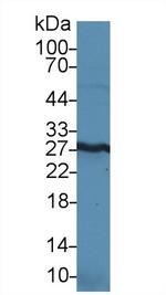 HMGB1 Antibody in Western Blot (WB)