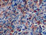 Human IgG4 Antibody in Immunohistochemistry (Paraffin) (IHC (P))