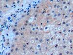 CD275 (B7-H2) Antibody in Immunohistochemistry (Paraffin) (IHC (P))