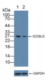 CD275 (B7-H2) Antibody in Western Blot (WB)