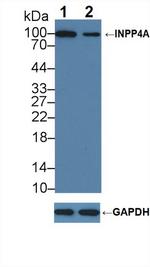 INPP4A Antibody in Western Blot (WB)